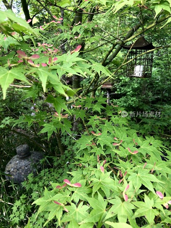 日本枫树/棕榈槭的图像，带翼的种子，绿色的叶子，生锈的金属灯笼，生长在景观东方的日本花园，红色翼直升机种子与绿色的花园壁纸背景